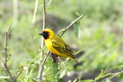 Ploceus taeniopterus