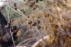 Eucalyptus globoidea
