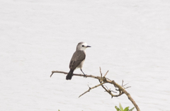 Arundinicola leucocephala