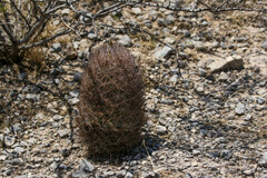 Echinomastus durangensis