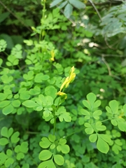 Corydalis ochotensis