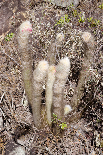 Micranthocereus polyanthus