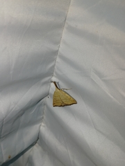 Polypogon tentacularia