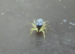 Phintella bifurcilinea