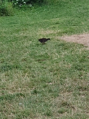 Gallinula chloropus