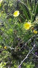 Osteospermum spinosum