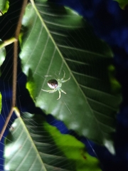 Araneus guttulatus