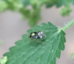 Liocoris tripustulatus