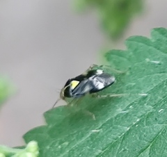 Liocoris tripustulatus