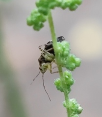 Liocoris tripustulatus