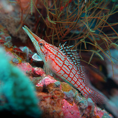 Oxycirrhites typus