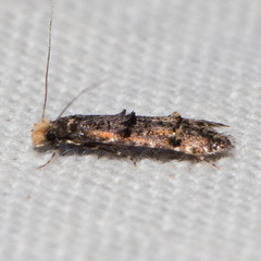 Tineidae clade b