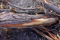 Eucalyptus globoidea