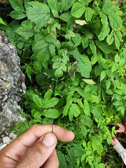 Poa glauca
