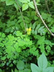 Corydalis ochotensis