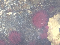 Actinia equina