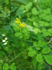 Corydalis ochotensis
