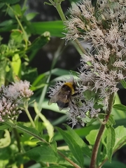 Bombus