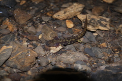 Paradactylodon persicus