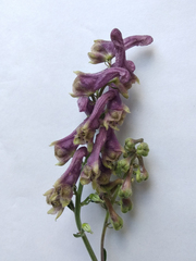 Aconitum moldavicum