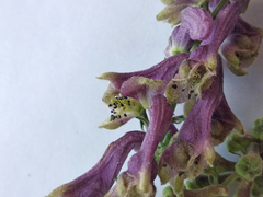 Aconitum moldavicum