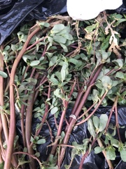 Portulaca oleracea