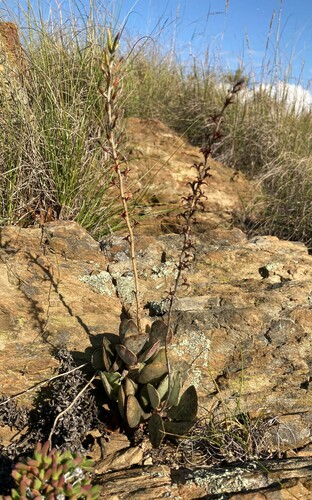 Adromischus maculatus