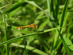 Sympetrum kunckeli