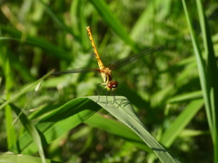 Sympetrum kunckeli