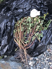 Portulaca oleracea