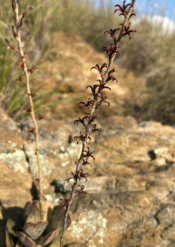 Adromischus maculatus