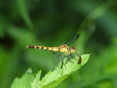 Sympetrum eroticum
