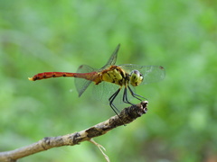 Sympetrum eroticum
