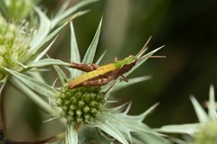 Chorthippus dorsatus