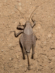 Aglaothorax morsei santacruzae