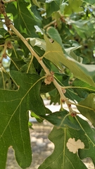 Quercus margaretiae