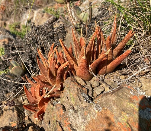 Haworthiopsis venosa