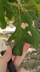 Quercus margaretiae