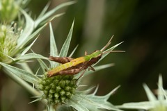 Chorthippus dorsatus