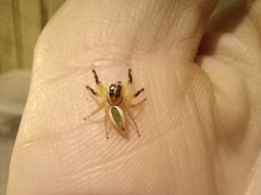 Asaracus megacephalus