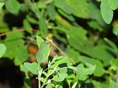 Ceriagrion nipponicum