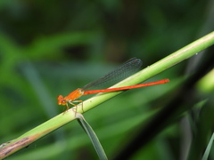 Ceriagrion nipponicum