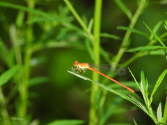 Ceriagrion nipponicum