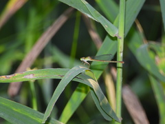 Ceriagrion nipponicum