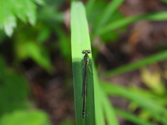 Paracercion hieroglyphicum