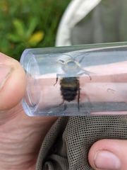 Bombus sandersoni