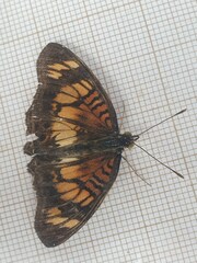 Junonia sophia sophia