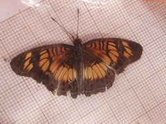 Junonia sophia sophia