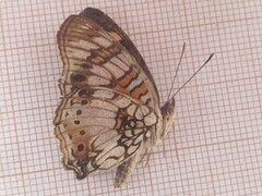 Junonia sophia sophia