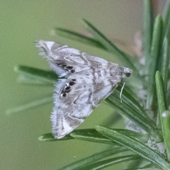 Neocataclysta magnificalis